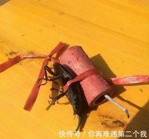 |搞笑图片幽默段子笑话:哈哈,甲虫是准备上天了啊,好可怜哦