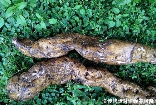 这东西根部能长到几十斤重,富人对它不屑一顾,却养活了很多穷人