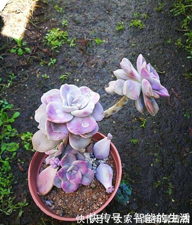 花友|它被称为多肉植物中的黑马,长速快,适应能力强,不种一盆就亏了!
