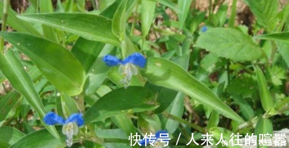 水煎剂|田边一种常见野草,殊不知药用价值极高,可以清热解毒