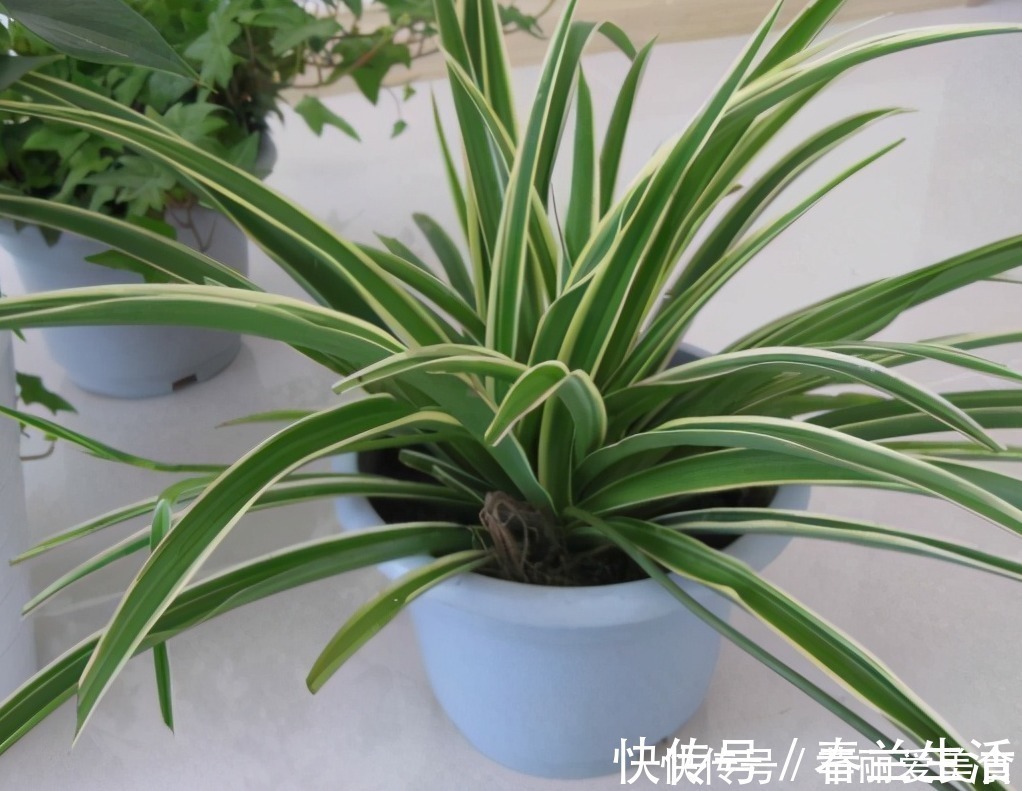 养殖|有这些“特征”的人不适合养花,一般养一盆死一盆