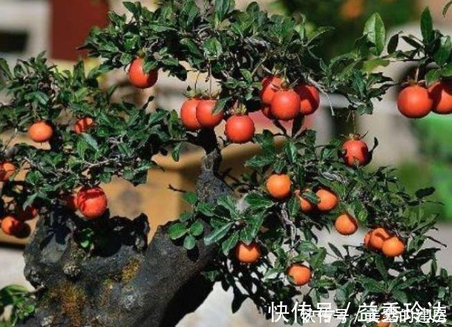 腐叶土|3种福运花,自带福气好养活,旺财又旺宅,而且观赏性强