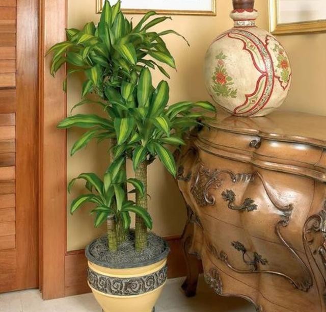 开花|盆栽花都怕“碱性”,养花学会2个技巧,土壤呈酸性,叶绿开花多