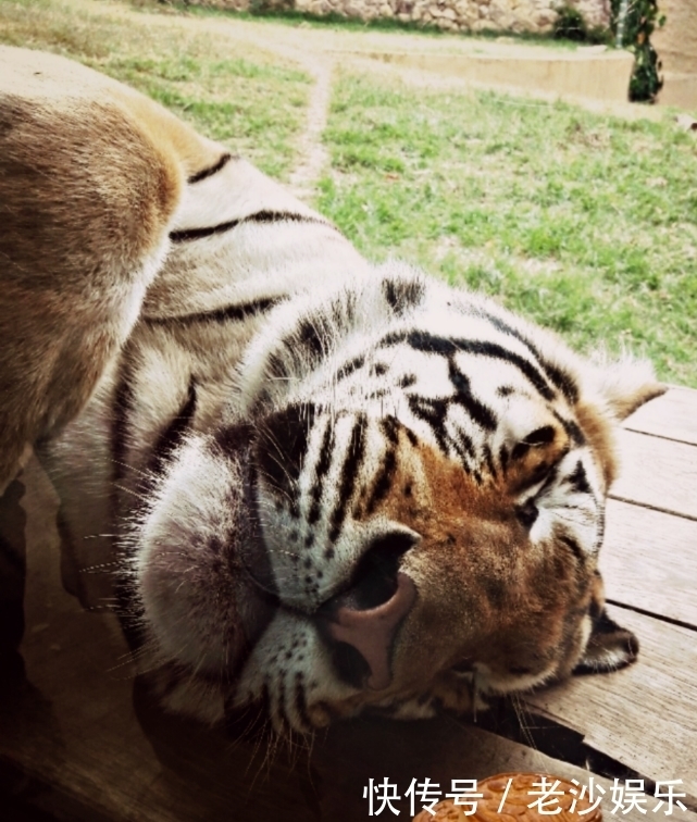  月饼|你见过动物“过中秋吃月饼”吗？疯狂动物城之动物也疯狂