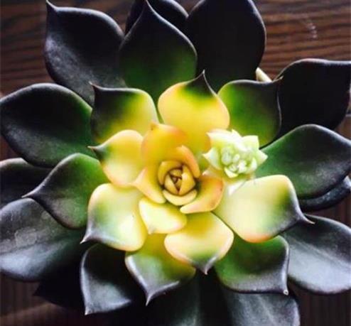 养护|秋天3种花,千万不要买,买了难养活,白白浪费钱