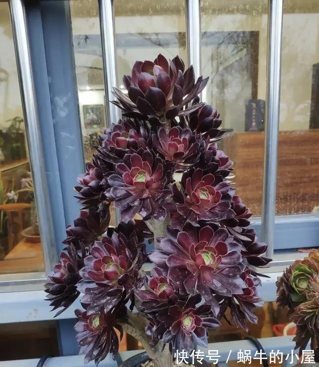 绯花玉|夏天养多肉就养“3种”，照样生长，不停开花，很皮实漂亮