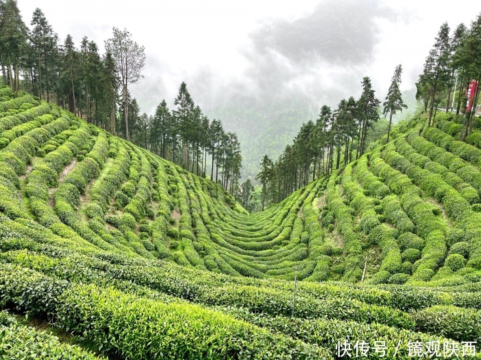 生态镇巴，名茶之乡，在镇巴最美茶园采茶、品茗、观云海