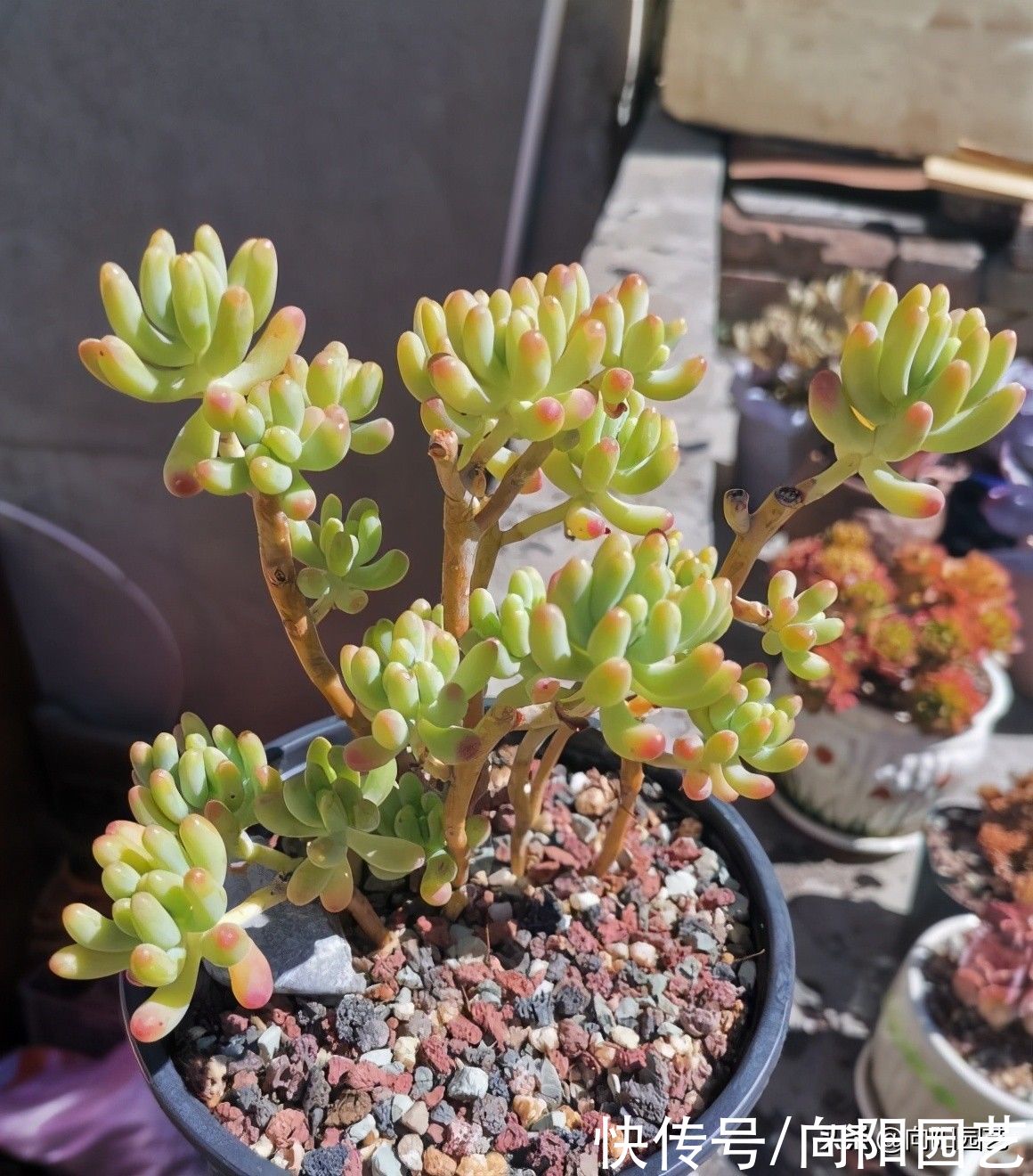 多肉为什么会长气生根？气生根是好还是坏？如何处理气生根？