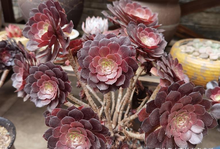 春天养法师多肉应该怎样浇水?可以直接给它们浸盆吗?