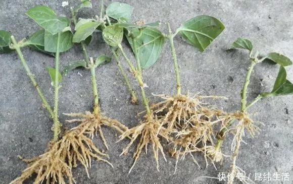 养花|养花爱好者看过来这15种花现在“扦插”,生根快,一个周就长芽