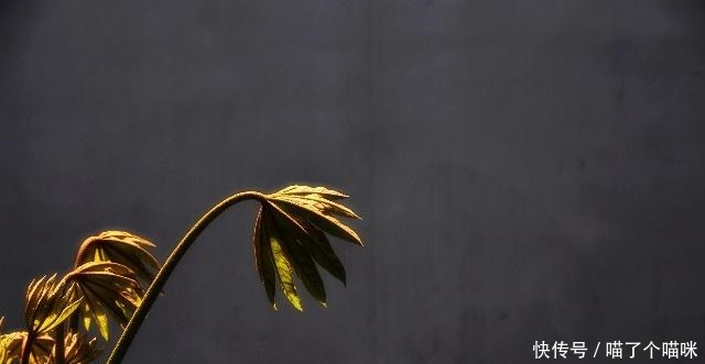 崔浩|学会赞美,一句良言,温暖三冬!