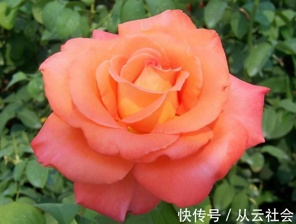 种花|养这6种花的人太聪明了，一年四季都在开花，家里时时刻刻能赏花