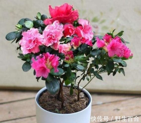 几种花特适合养阳台,人见人爱,美不胜收,花美心情好!