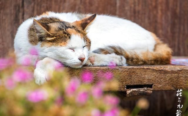 诗情画意|诗情画意的青木川在清晨的烟火中醒来