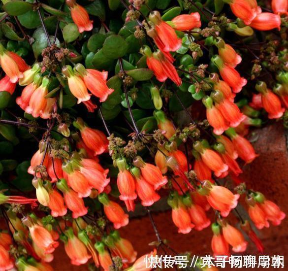 健壮|8种花不用买,去朋友家掐个叶片插土里,7天就生根,太容易成活了