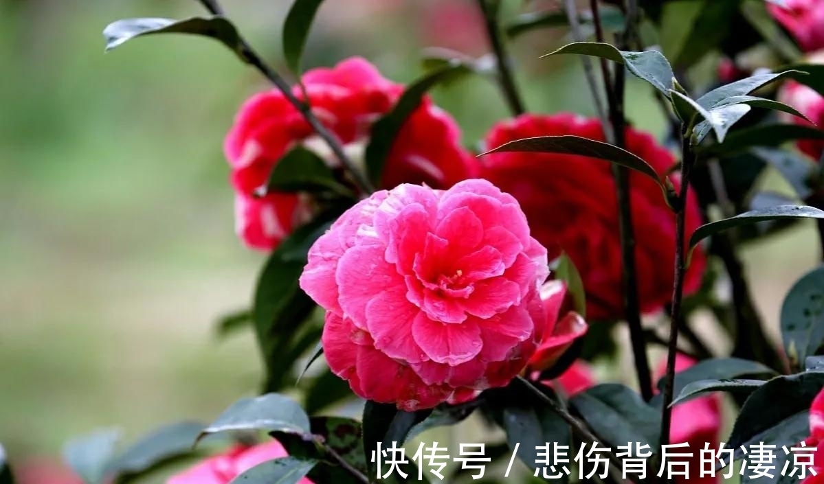 花花期|1种花花期最早,花朵富丽堂皇,经久不落,养在家里寓意好