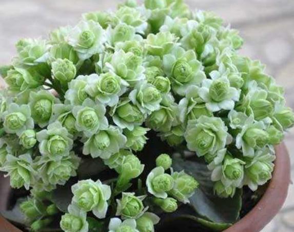 养长寿花、三角梅，就得“顺着来”，花苞一钻就几百，开成红瀑布