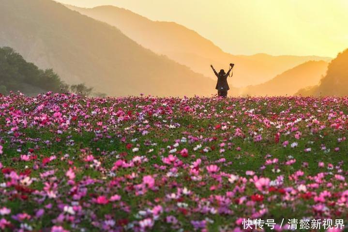 风情|向往自然野趣就是这里了！灵山风情小镇格桑花海怒放