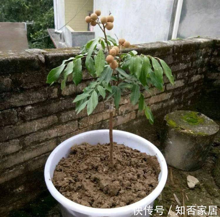 养花盆土硬邦邦，自制一碗水，土壤松软似面包，肥力足