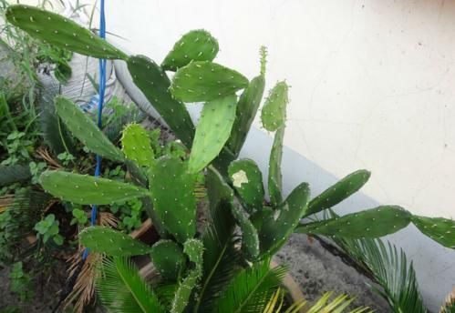 盆栽|3种其貌不扬的植物，养一盆家里变成“天然氧吧”，是盆栽佳品！