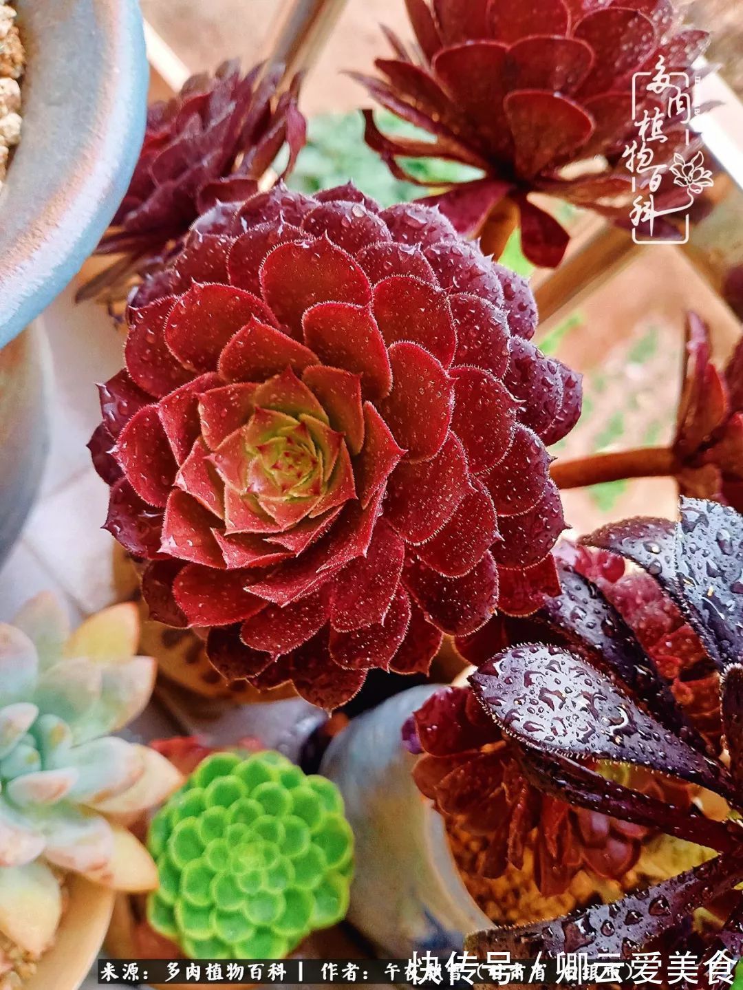 久在晴冬等雪来——北方阳台党的多肉成长历程!