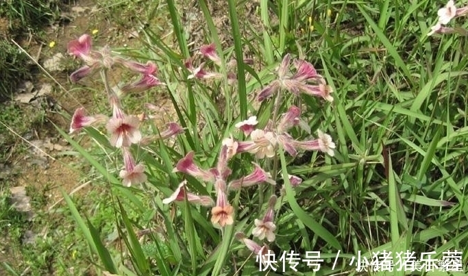 它是“四大仙药”之一,若长在你家屋顶,是你福气,别以为是杂草