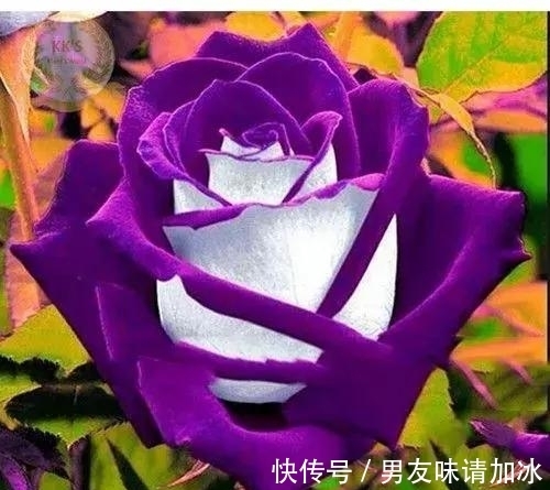 木兰树|奇花、奇花、奇花、罕见奇花,赶快打开欣赏吧