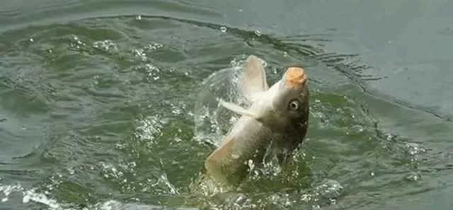 鲤鱼太狡猾不咬钩下次记得用上这招,它再狡猾也会忍不住咬钩