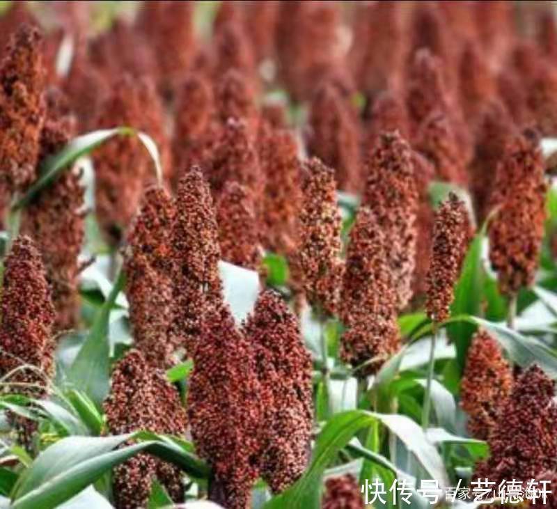 画派#豫东红高粱画派创始人张增荣田间实地采风