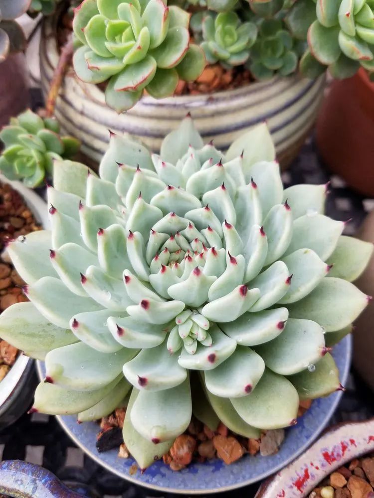 养肉三年，分享养肉经验，谈谈适合逆开挂区的多肉！