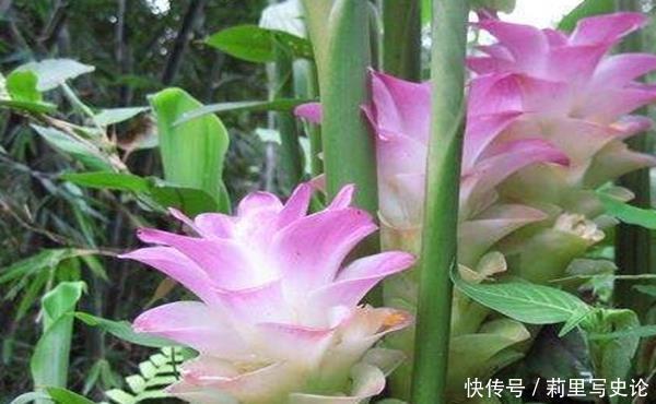 此花花开美而不艳,有极强的药效功能,寓意着身体安康!