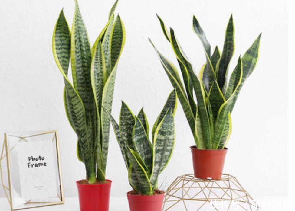 浇水|家养虎皮兰,要想长得好,学会几个浇水技巧