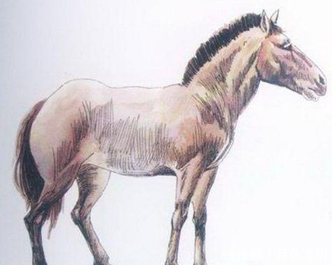 蓝色鸽子、巨鹿、斑驴,人类灭绝的9种美丽的国宝级动物