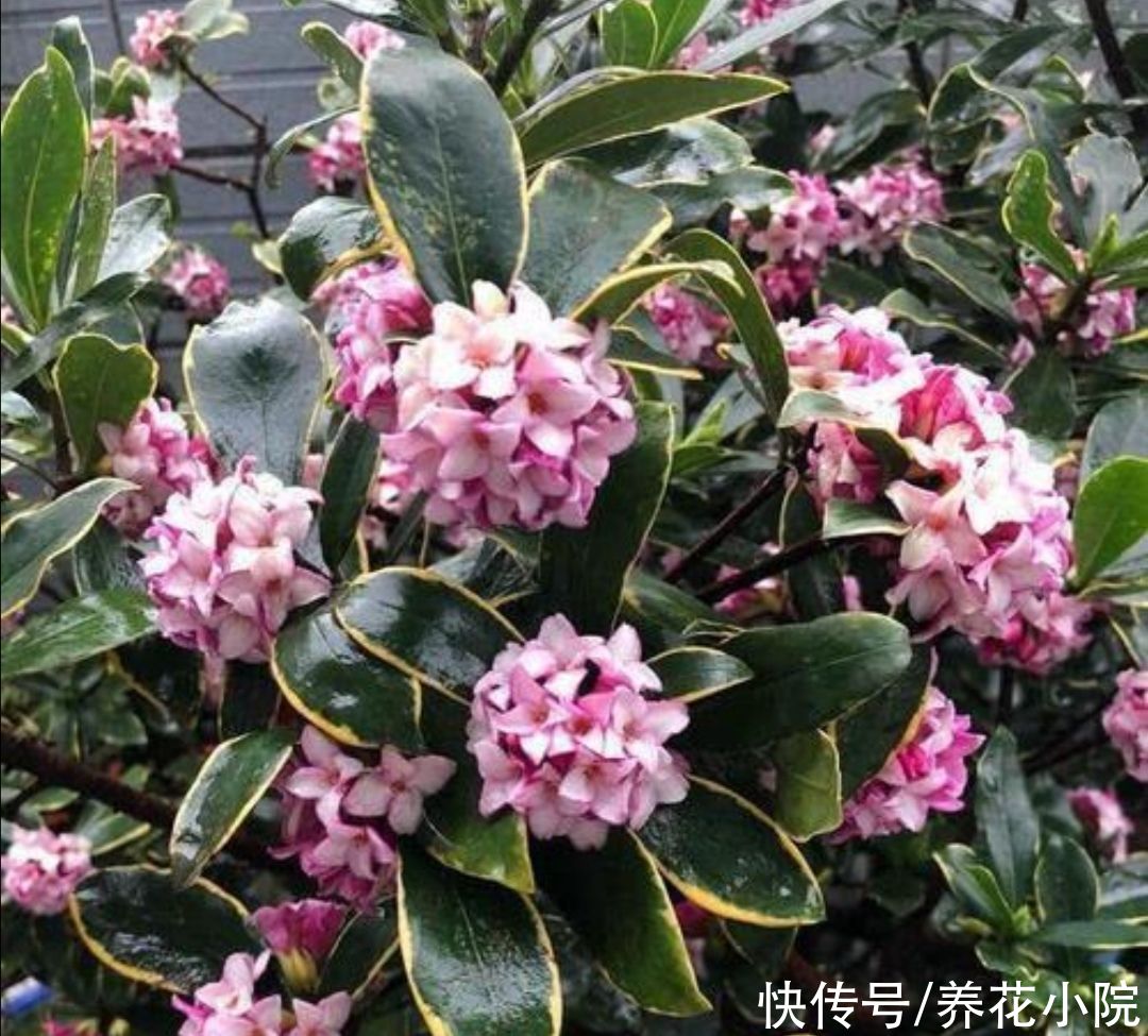 养护|瑞香开始长花芽，给它做好4个方面的养护，花期才能大量开花