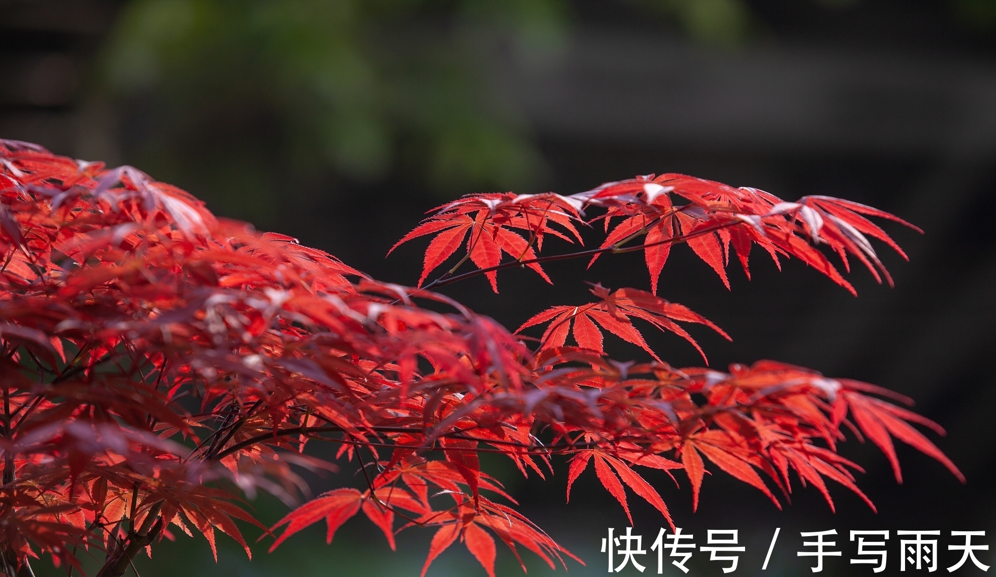 绝句!落选《唐诗三百首》最著名的20首诗,清明、赠汪伦、鸟鸣涧在其中