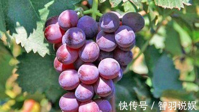 牛油果|好食物吃出好身体，推荐3种食物，补充营养，延缓衰老，增强体质