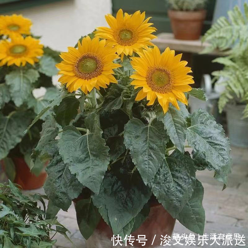 7月7花,生长在烈日下的“骨气花”,不死不伤,还能持续爆盆!