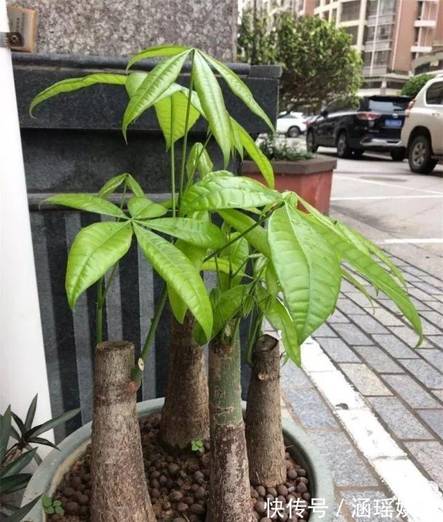 黄叶|养花施肥多麻烦!浇花水兑“养花宝”,实用又有效!