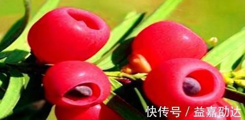 衰老|人到中年推荐常吃以下食物,健脑益智,软化血管,延缓衰老