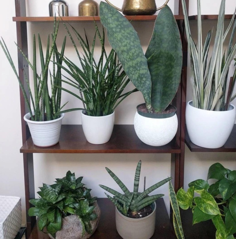 金边吊兰|室内盆栽植物，选花卉不如养绿植，这4款堪称一绝