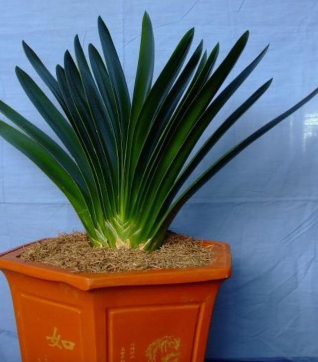 老花农养君子兰的秘诀，根再也不烂了，叶子变得油亮开花多！