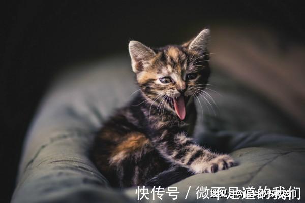 |内涵段子:昨天我刚和妈吵架,现在我俩谁也不理谁,让她过来干什么?