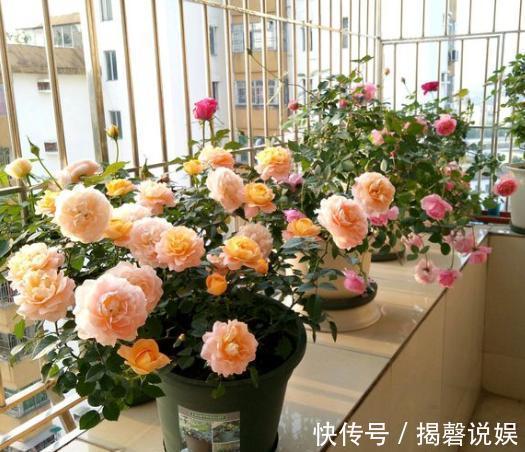 扦插月季小“方法”,扦插一棵活一棵,15天根系长满盆,非常简单