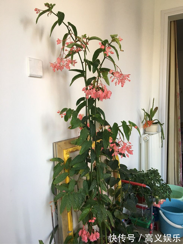 开花最勤的室内盆栽,全年开花,观赏价值高,栽培容易,值得入手