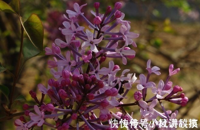 肝脏|蒲公英的“黄金搭档”,坚持1周泡水喝,清洗肝脏保健康