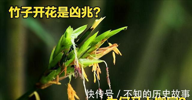 梨竹|“竹子开花，马上搬家”竹子开花是凶兆为何老祖宗让马上搬家