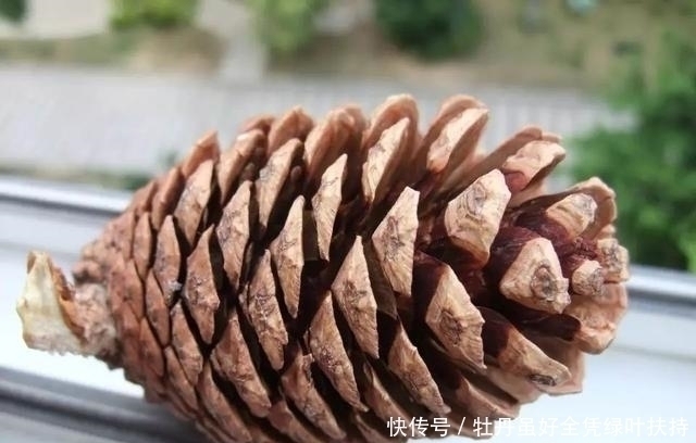 瓜子|家中的花总是“烂根”养不活往盆中扔2样东西,花苞挂满枝头