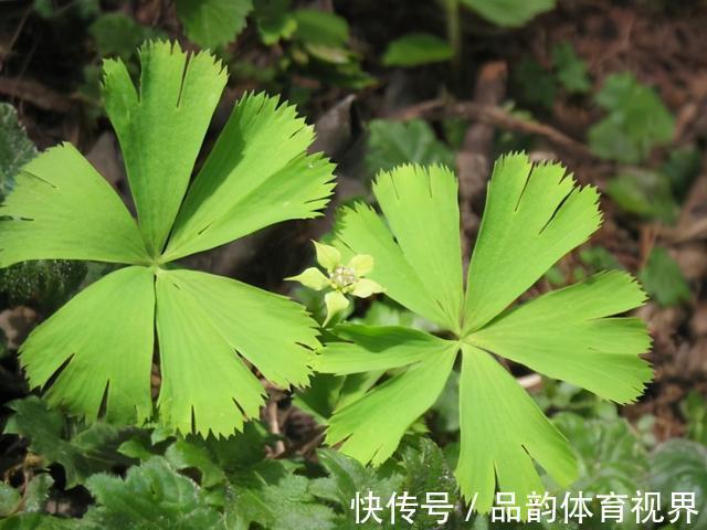秦岭发现奇特植物，只有一叶一花，很娇弱却从恐龙时代生存到现在
