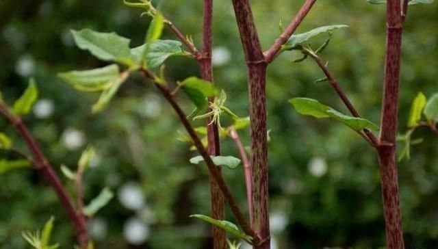 酸筒杆|有一种野草,孩子们经常当做零食时,如今价格不便宜