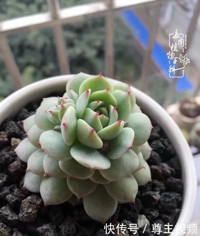 百科|养多肉三年多,初见惊鸿!累并快乐着!养多肉三年多,初见惊鸿!累并快乐着!